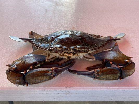 Live Large BLUE CRAB! Average 2-3 Crabs / LB! WOW!