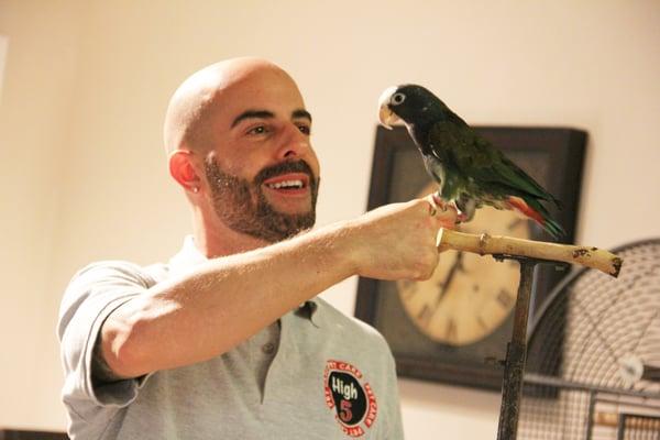 My White Cap Pionus parrot Buddy