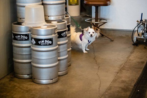 Tin Dog Brewing