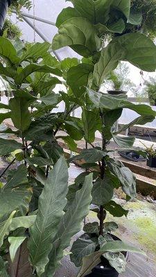 Fiddle Leaf Fig Trees