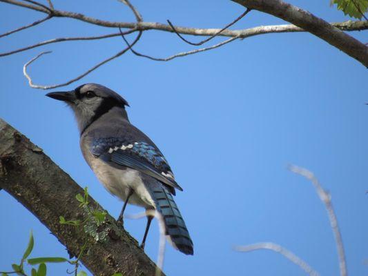 Blue Jay