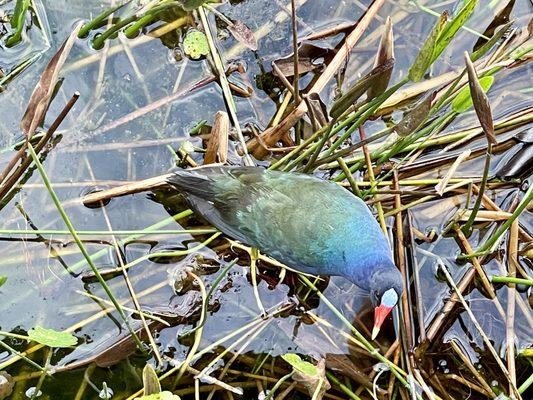 Purple gallinule