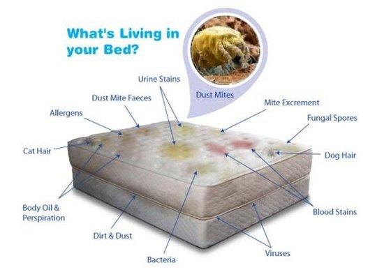 Feel refreshed knowing your mattress is sterilized.