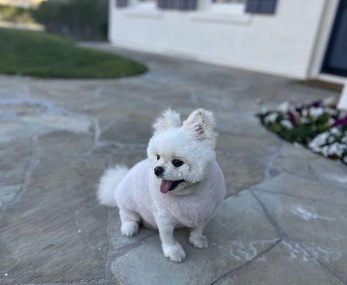 This is my dog after Amanda shaved her. In what world is this ok? I asked for her belly and armpits to be trimmed.