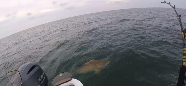 Goliath Grouper