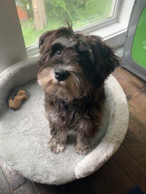 grooming of miniature schnauzer