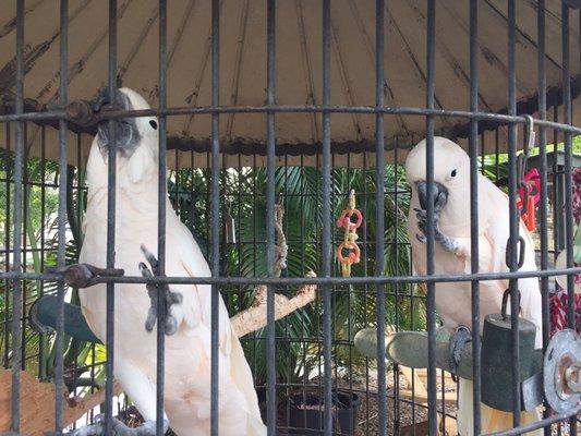 One of the cages of parrots