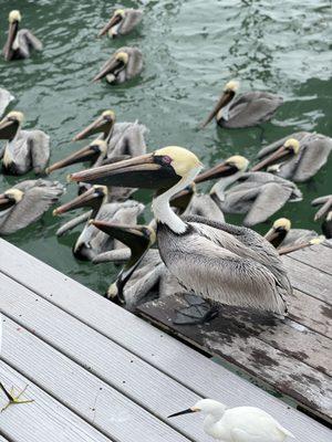 Pelican feeding frenzy