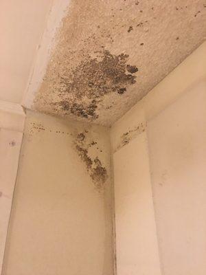 Black mold