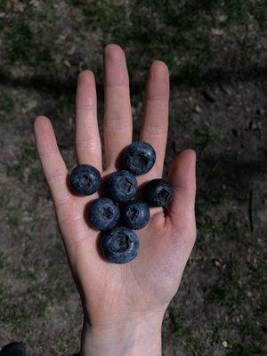 GIANT blueberries!