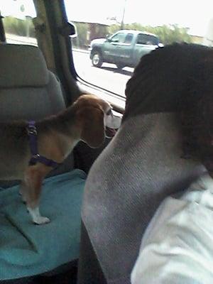 Here is Rusty on his way to see Dr. Dawn.