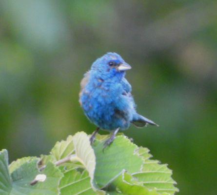 Indigo Bunting