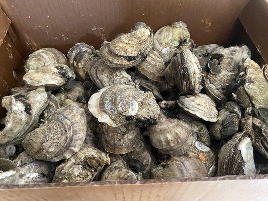 Fresh GULF Oysters ready for shucking.