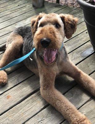 Airedale