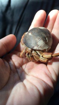 Both of my smaller crabs chose the shells I bought at the Village Pet Shop over the cheap-feeling shells from Petco.