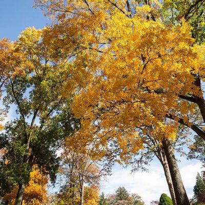 Columbia Gardens Cemetery