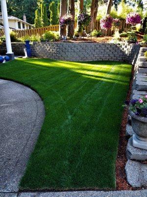 country green sod