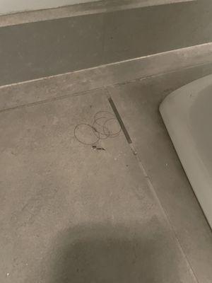 Another persons hair was all over the apartment