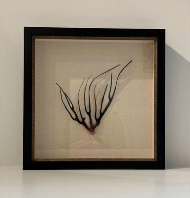 Piece of natural coral in a black and silver shadowbox with beige linen backing.