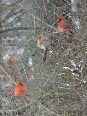 Cardinals