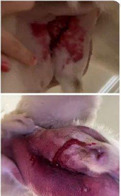 Top picture is how Frankie was sent home, the bottom is his wound a few days later infected eventhough he was gaged.