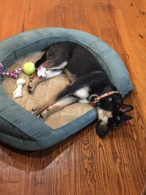 Taj loving her new bed!