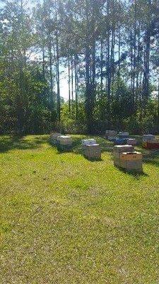 zacks honey farm