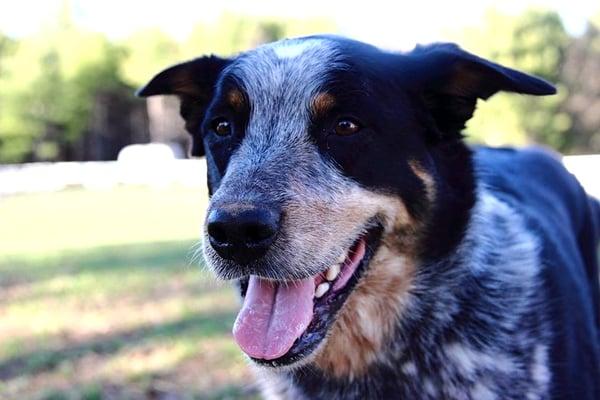 Rudy the incredible Frisbee Dog.