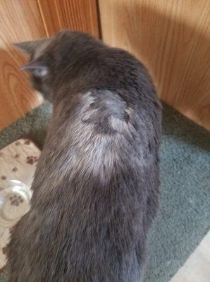 My cat after a botched grooming.