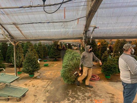 Christmas Tree Shopping!  XMAS 2020!