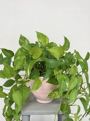 Pothos plant