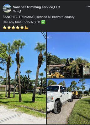 Need tree trimming or removal call sanchez 3215075811