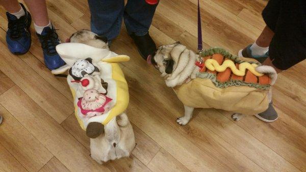 Pug-o-ween 2016. Pug sisters Daisy and Macy