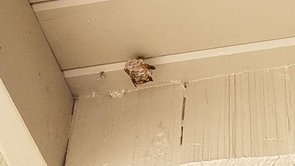 Wasp nest just outside our door.