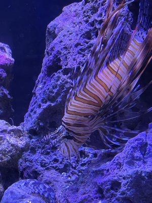 Lion Fish