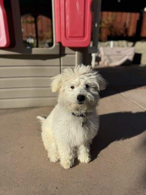 Mochi before the haircut