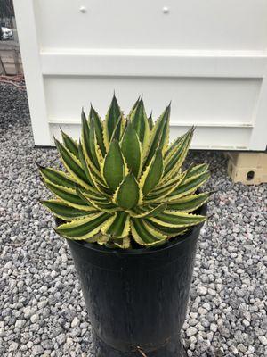 5gal Agave Lophantha quadricolor