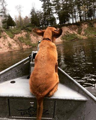 Jessie the Boat Dog