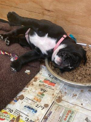 Baby bully passed out after a full belly