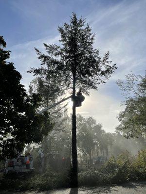 Morning mist as the crew gets started on a tree removal for fire safety clearance.  It's nice to work outdoors on days like this!