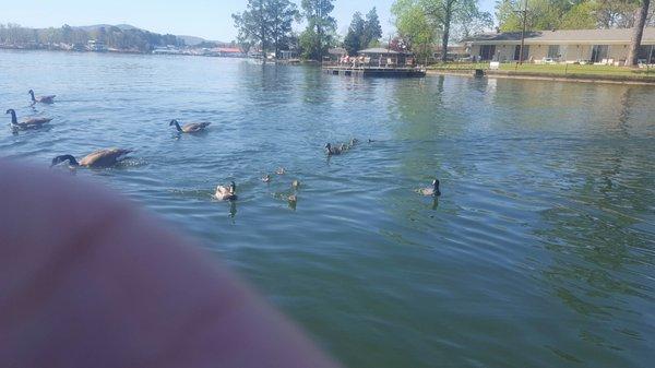 Cute little newborn ducks