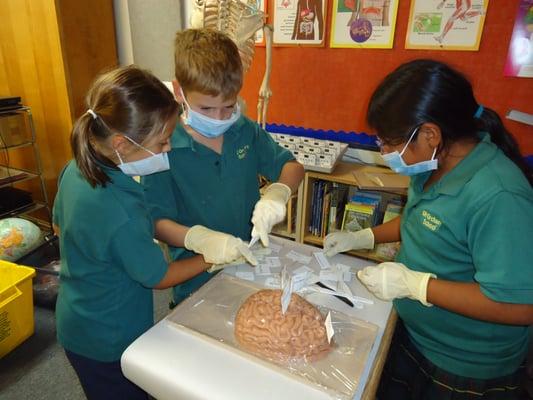 Lower School Science: Brain Dissection