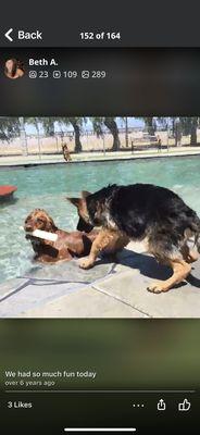 This is MY Tyson, Wow HAVING FUN AFRAID TO JUMP IN JUST YET! I have the video 2022 Making friends @ country Kennel