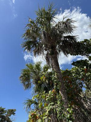 Blue skies and beautiful trees are behind us.