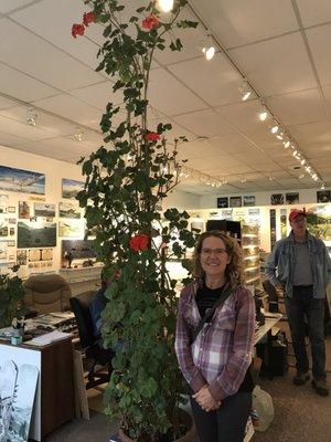 A 10 foot tall geranium in Russ Brown's Gallery!