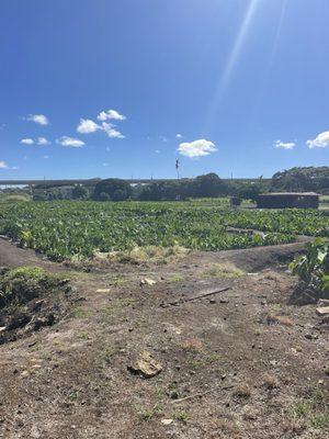 Sugar cane field.