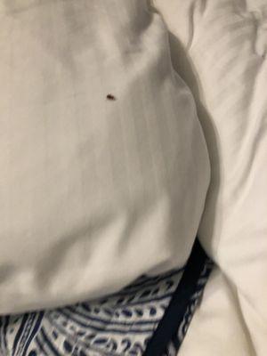 BED BUGS!