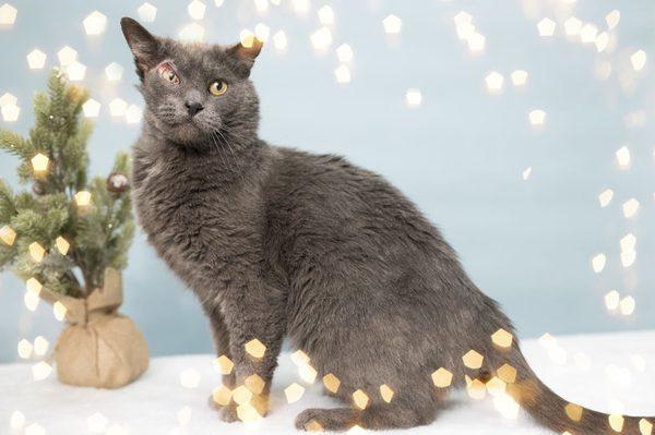 Holiday photos of cats at the shelter