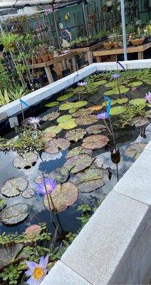 Pond plants