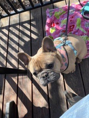 Have lunch with your best friend on the deck